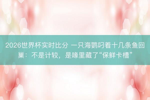 2026世界杯实时比分 一只海鹦叼着十几条鱼回巢：不是计较，是喙里藏了“保鲜卡槽”
